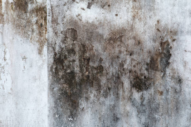Best Industrial Mold Remediation  in Turners Falls, MA