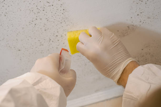 Best Mold Prevention Services  in Turners Falls, MA